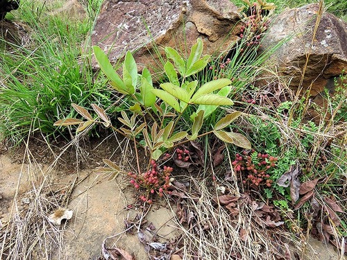 Lannea edulis (Sond.) Engl.