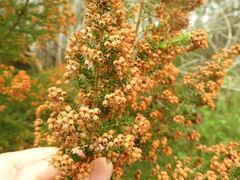 Erica scabriuscula