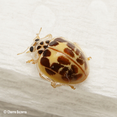 Psyllobora confluens