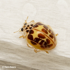 Psyllobora confluens