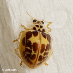 Psyllobora confluens