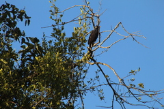 Buteogallus urubitinga