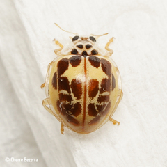 Psyllobora confluens