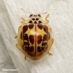 Psyllobora confluens