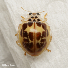 Psyllobora confluens