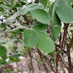 Crotalaria natalensis