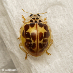 Psyllobora confluens