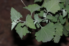 Ambrosia cordifolia