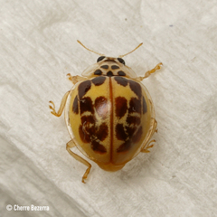 Psyllobora confluens