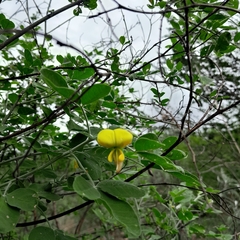 Crotalaria natalensis