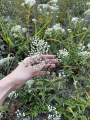 Eupatorium album