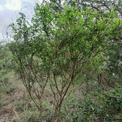 Crotalaria natalensis
