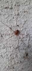 Opiliones