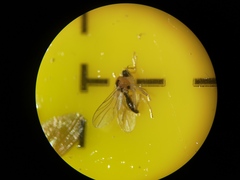 Elaphropeza ephippiata