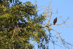 Buteogallus urubitinga