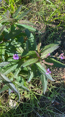 Verbena hastata