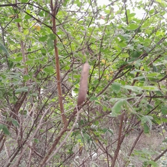 Crotalaria natalensis
