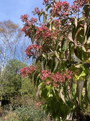 Heptacodium