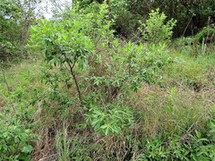 Diospyros lycioides subsp. guerkei image