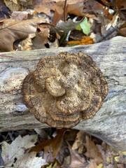 Daedaleopsis confragosa