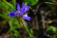 Moraea sisyrinchium