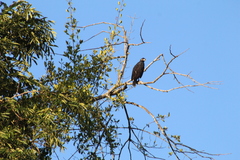 Buteogallus urubitinga