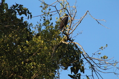 Buteogallus urubitinga
