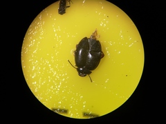 Scirtes hemisphaericus