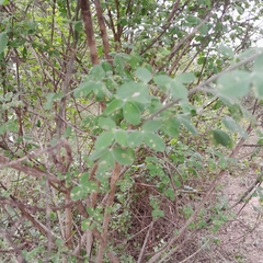 Crotalaria natalensis
