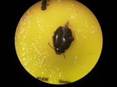 Scirtes hemisphaericus