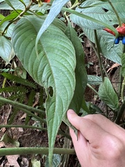 Palicourea tomentosa