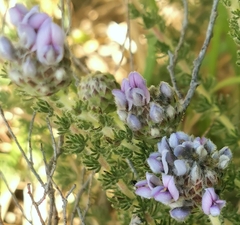 Aspalathus cephalotes