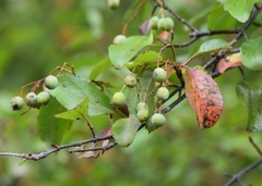 Viburnum rufidulum