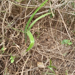 Albuca bracteata