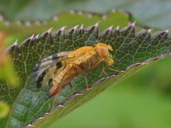 Xyphosia miliaria