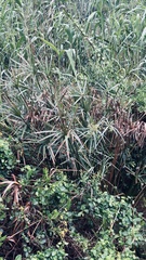 Cyperus textilis