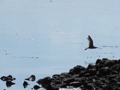 Numenius madagascariensis