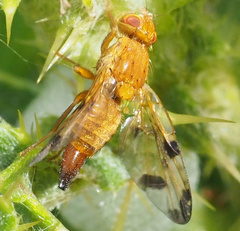 Xyphosia miliaria