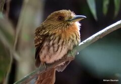 Malacoptila panamensis