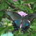 Japanese Peacock Swallowtail - Photo (c) Wonwoong Kim, some rights reserved (CC BY-NC), uploaded by Wonwoong Kim
