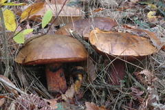 Neoboletus erythropus