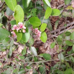 Capparis sepiaria
