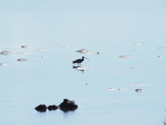 Numenius madagascariensis