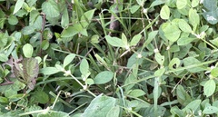 Alternanthera sessilis