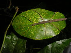Exocnophila