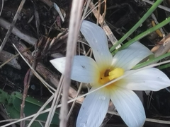 Romulea flava