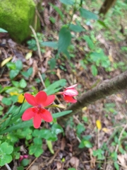 Freesia laxa