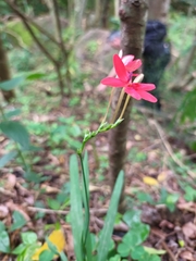 Freesia laxa