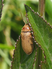 Dascillus cervinus