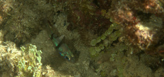 Pristicon trimaculatus